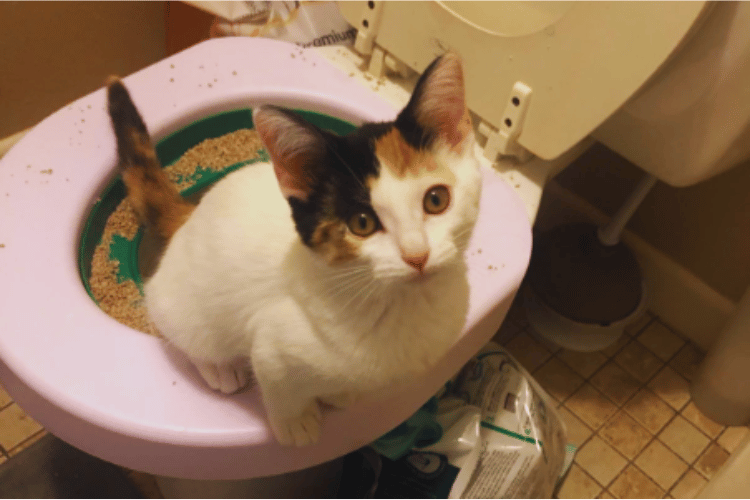 how-hard-is-it-to-train-a-cat-to-use-the-toilet