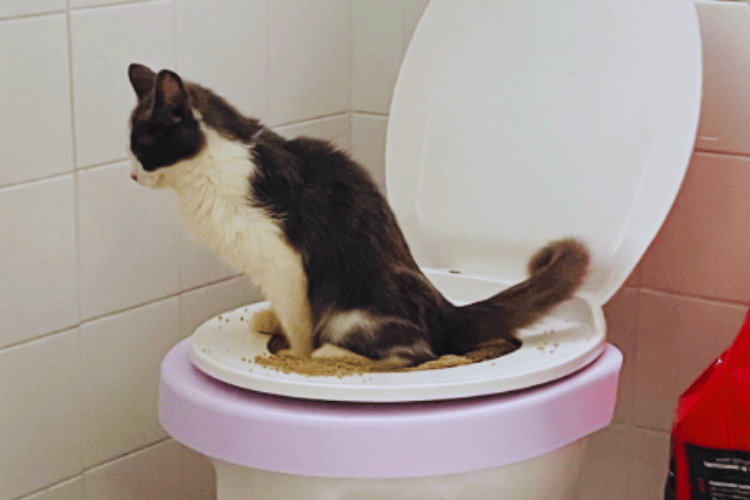 how-hard-is-it-to-train-a-cat-to-use-the-toilet