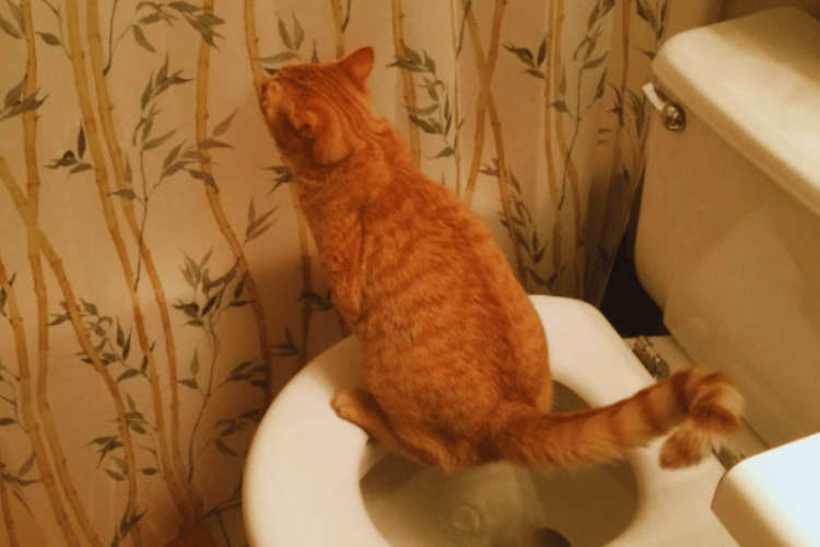 how-hard-is-it-to-train-a-cat-to-use-the-toilet