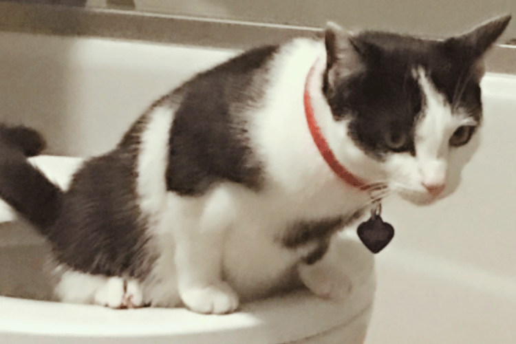 how-hard-is-it-to-train-a-cat-to-use-the-toilet