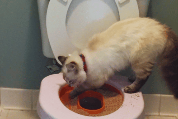 how-hard-is-it-to-train-a-cat-to-use-the-toilet