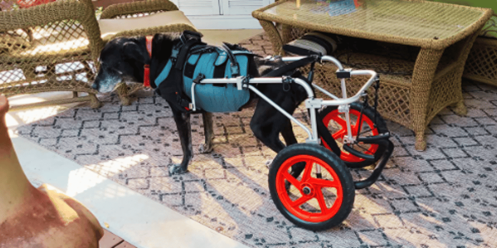 how-many-hours-a-day-can-a-dog-be-in-a-wheelchair