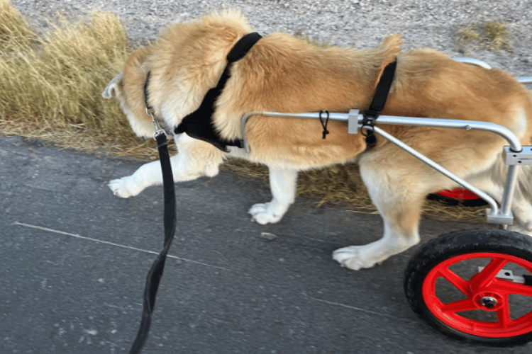 how-many-hours-a-day-can-a-dog-be-in-a-wheelchair