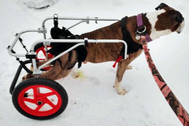 how-many-hours-a-day-can-a-dog-be-in-a-wheelchair