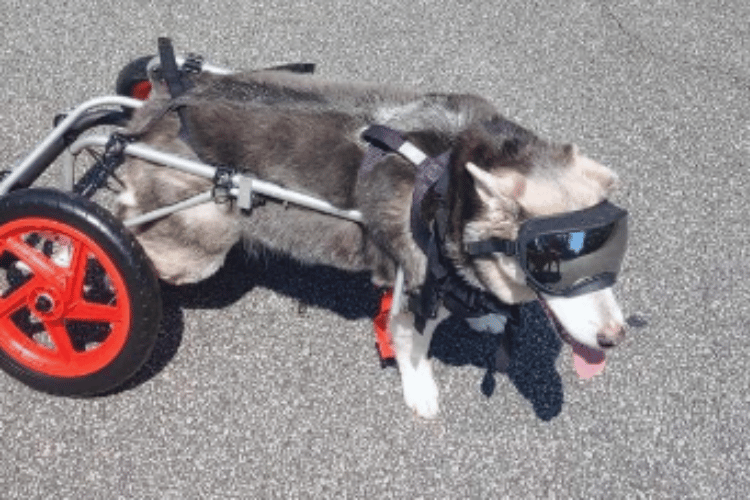 how-many-hours-a-day-can-a-dog-be-in-a-wheelchair