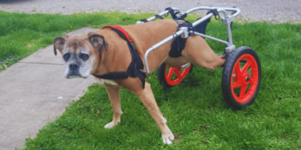 how-many-hours-a-day-can-a-dog-be-in-a-wheelchair