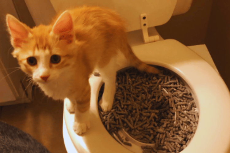 can-a-toilet-trained-cat-use-a-litter-box