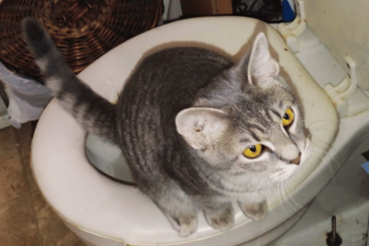 is-it-possible-to-train-a-cat-to-use-the-toilet