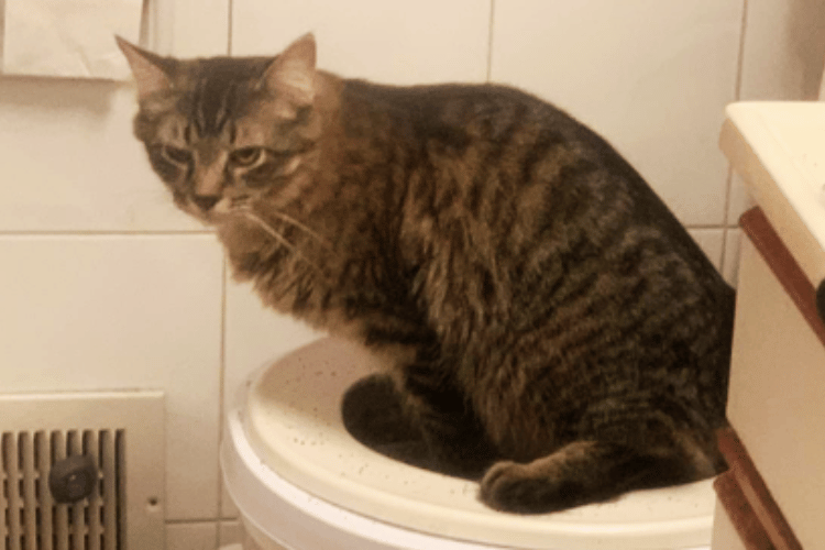 is-it-possible-to-train-a-cat-to-use-the-toilet