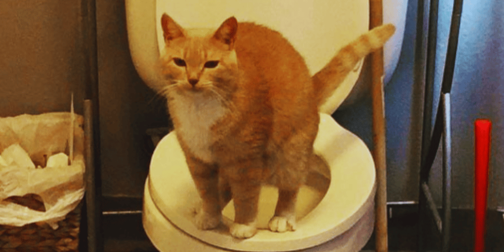 is-it-possible-to-train-a-cat-to-use-the-toilet