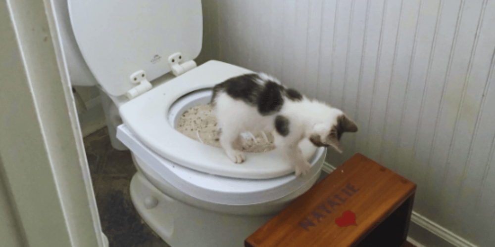 is-it-possible-to-train-a-cat-to-use-the-toilet