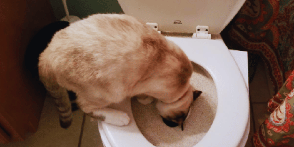 is-it-possible-to-train-a-cat-to-use-the-toilet