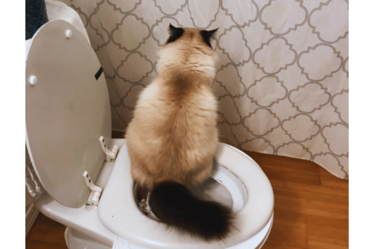 can-a-toilet-trained-cat-use-a-litter-box