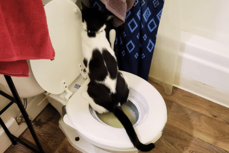 is-toilet-training-a-cat-a-good-idea