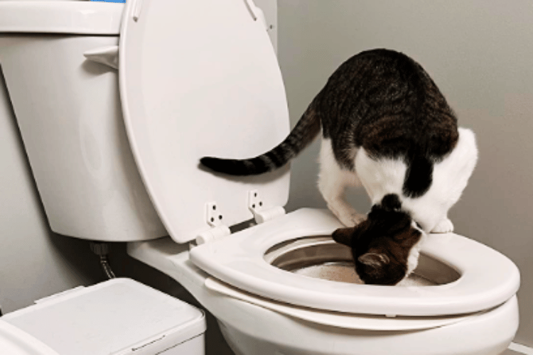 is-toilet-training-a-cat-a-good-idea