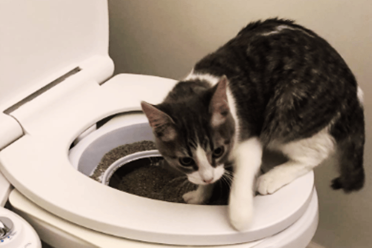 is-toilet-training-a-cat-a-good-idea