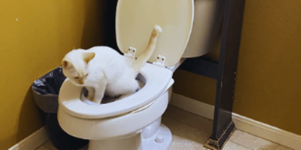 is-toilet-training-a-cat-a-good-idea