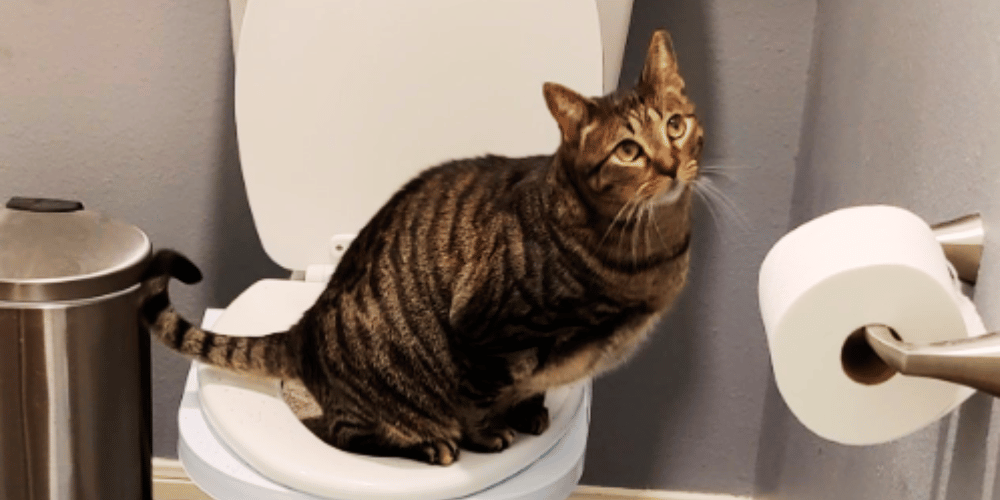 is-toilet-training-a-cat-a-good-idea