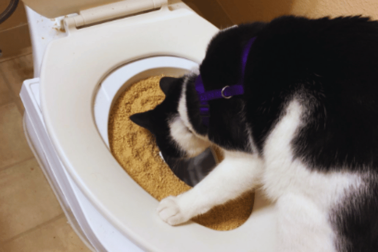 is-toilet-training-a-cat-a-good-idea