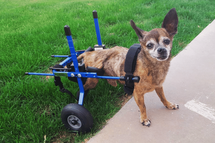 what-are-the-disadvantages-of-dog-wheelchairs