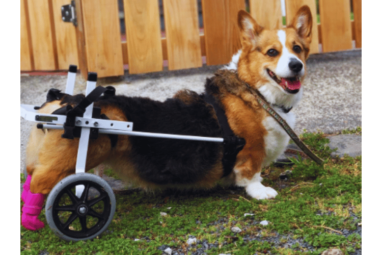 what-are-the-disadvantages-of-dog-wheelchairs