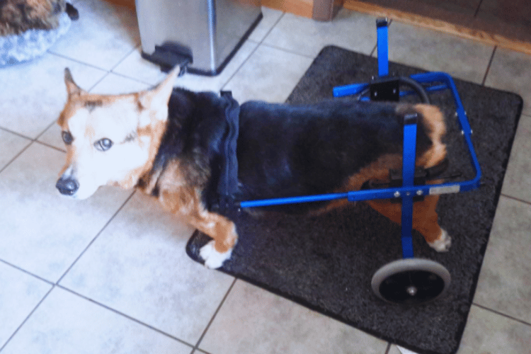 what-are-the-disadvantages-of-dog-wheelchairs