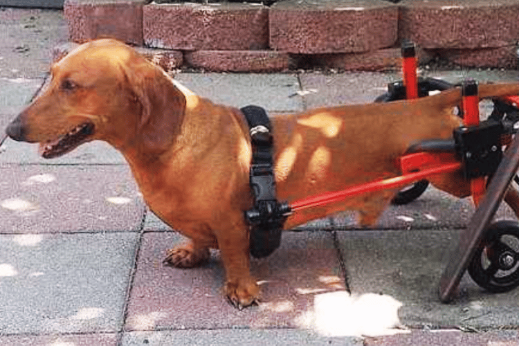 what-are-the-disadvantages-of-dog-wheelchairs