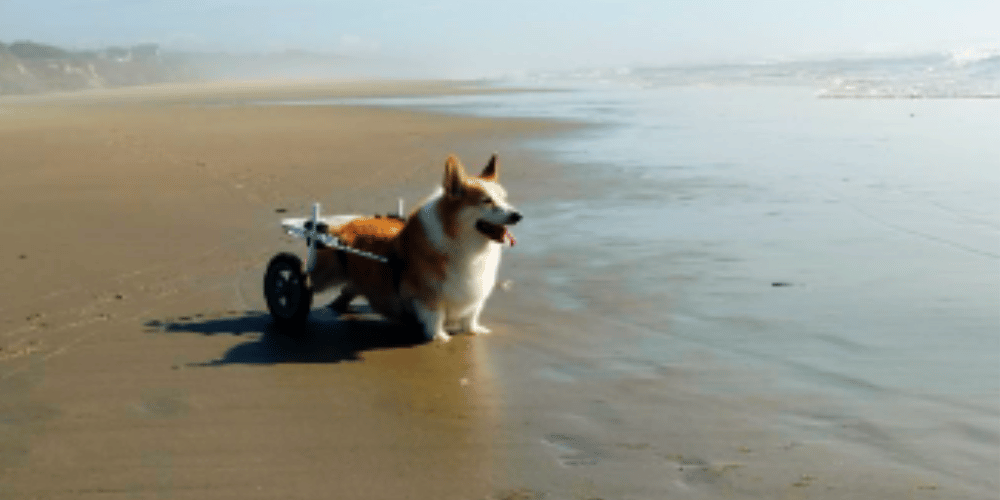 what-are-the-disadvantages-of-dog-wheelchairs