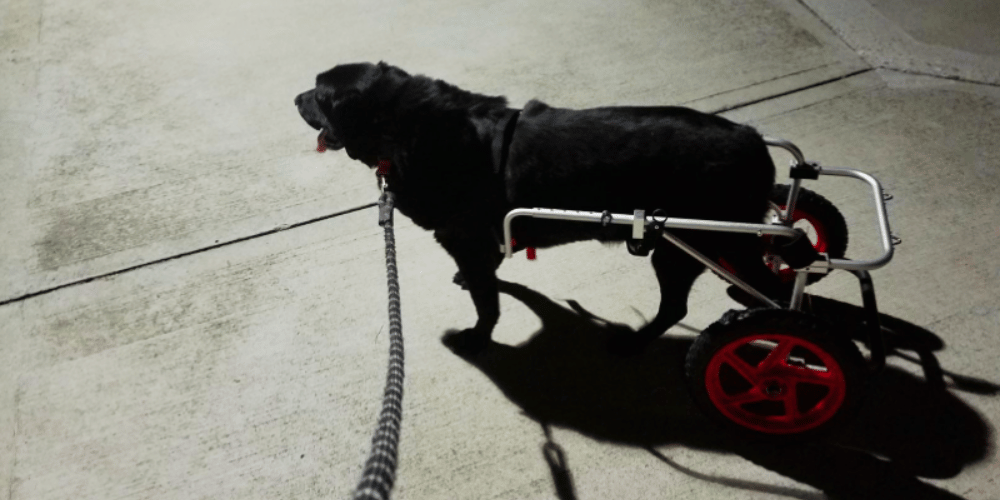 what-are-the-disadvantages-of-dog-wheelchairs