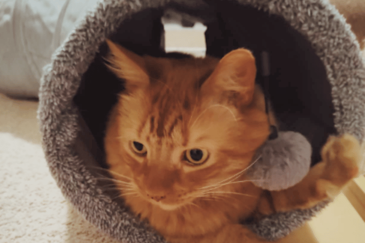 why-do-cats-love-tunnels