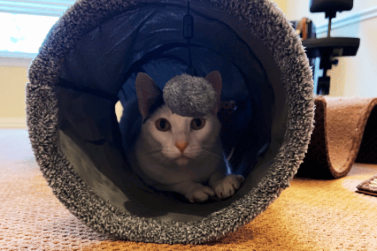 why-do-cats-love-tunnels