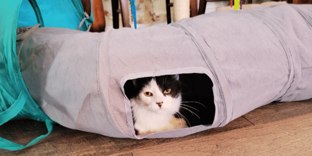 why-do-cats-love-tunnels
