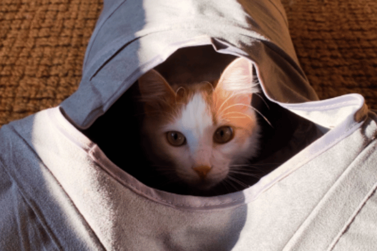 why-do-cats-love-tunnels