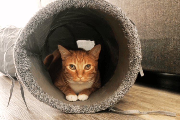 why-do-cats-love-tunnels