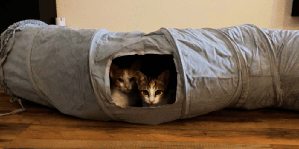 why-do-cats-love-tunnels