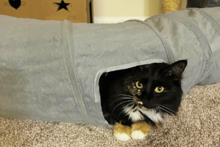 why-do-cats-love-tunnels