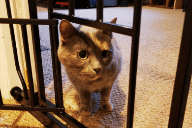 will-a-pet-gate-stop-a-cat
