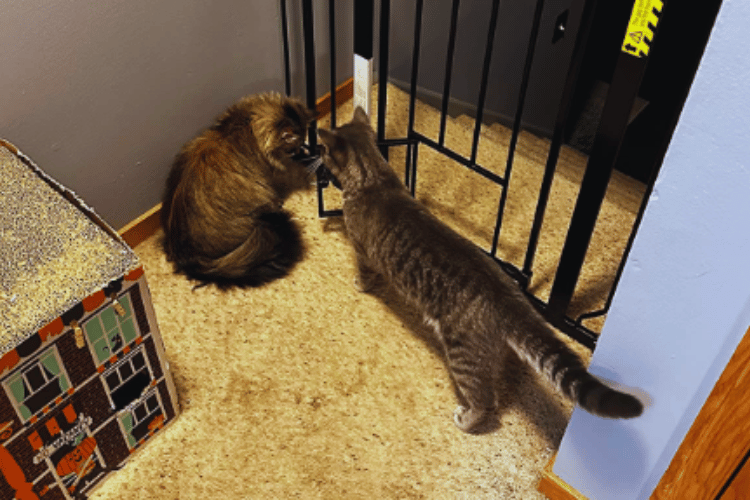 will-a-pet-gate-stop-a-cat