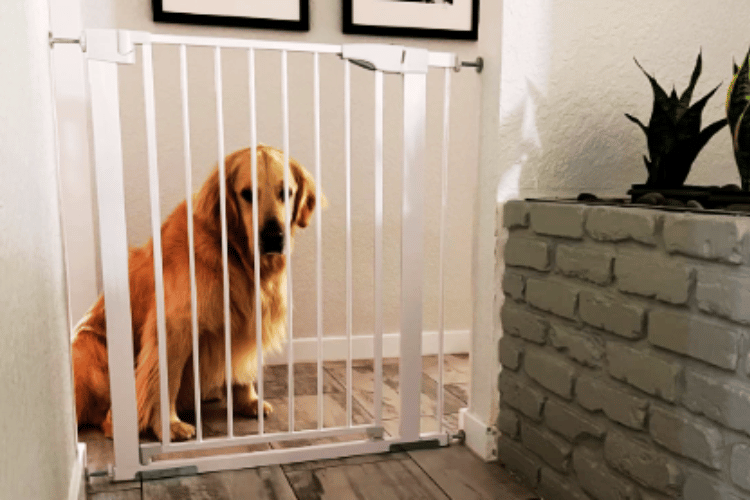 What's-the-difference-between-a-pet-gate-and-a-baby-gate?