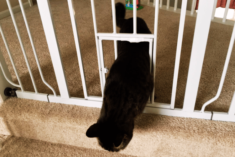 can-a-cat-go-through-a-doggie-door