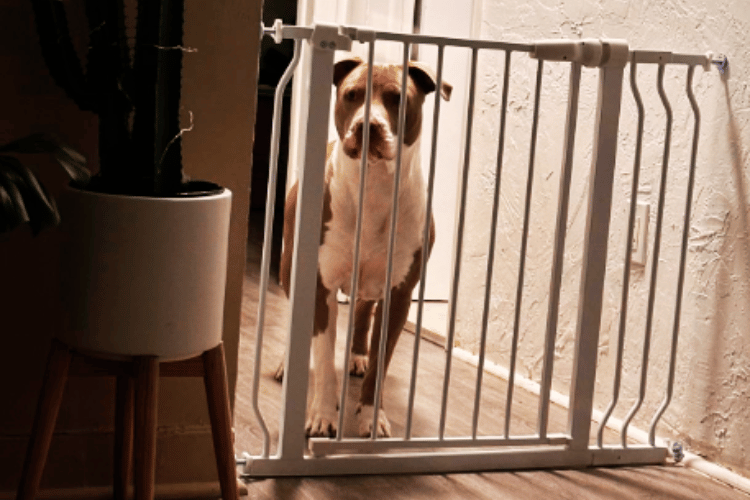 how-do-i-keep-my-dog-from-going-through-a-cat-door