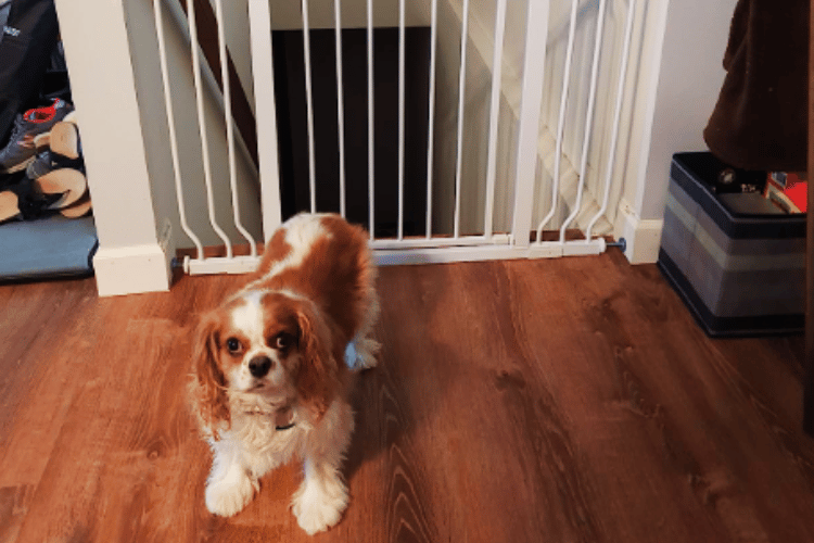 how-do-i-keep-my-dog-from-going-through-a-cat-door