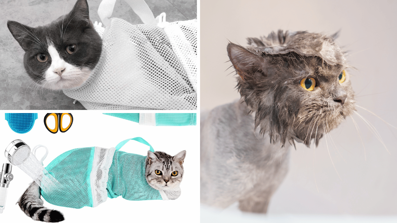 Purrfectly Pampering Reviewing the Top 5 Cat Bath Bags