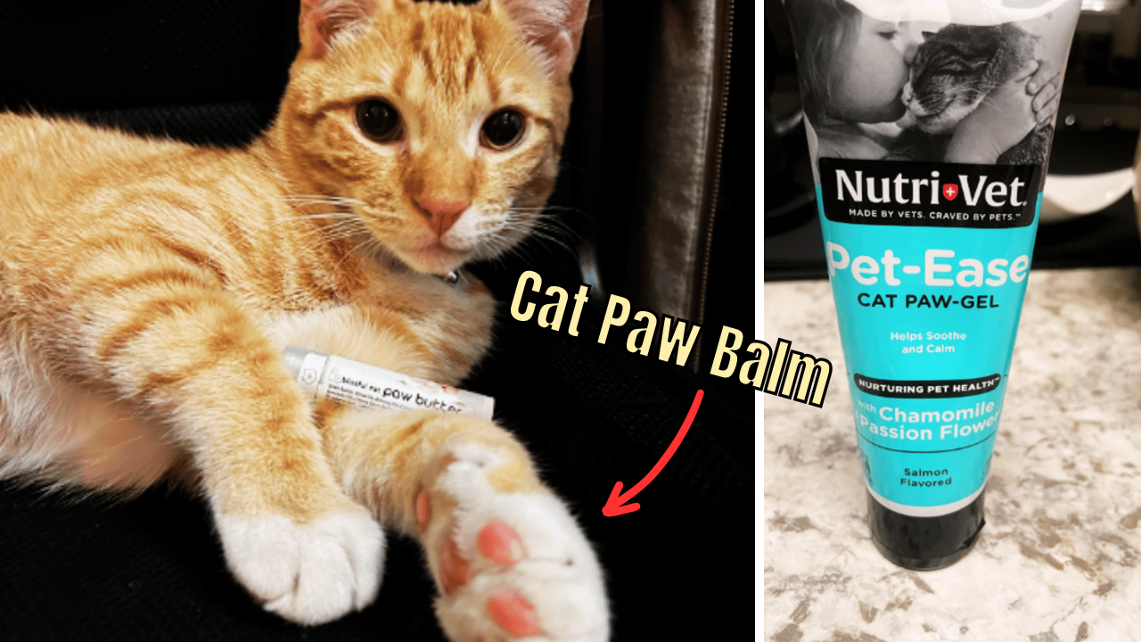 Pawsitively Purrfect Rating the Top 5 Cat Paw Balms