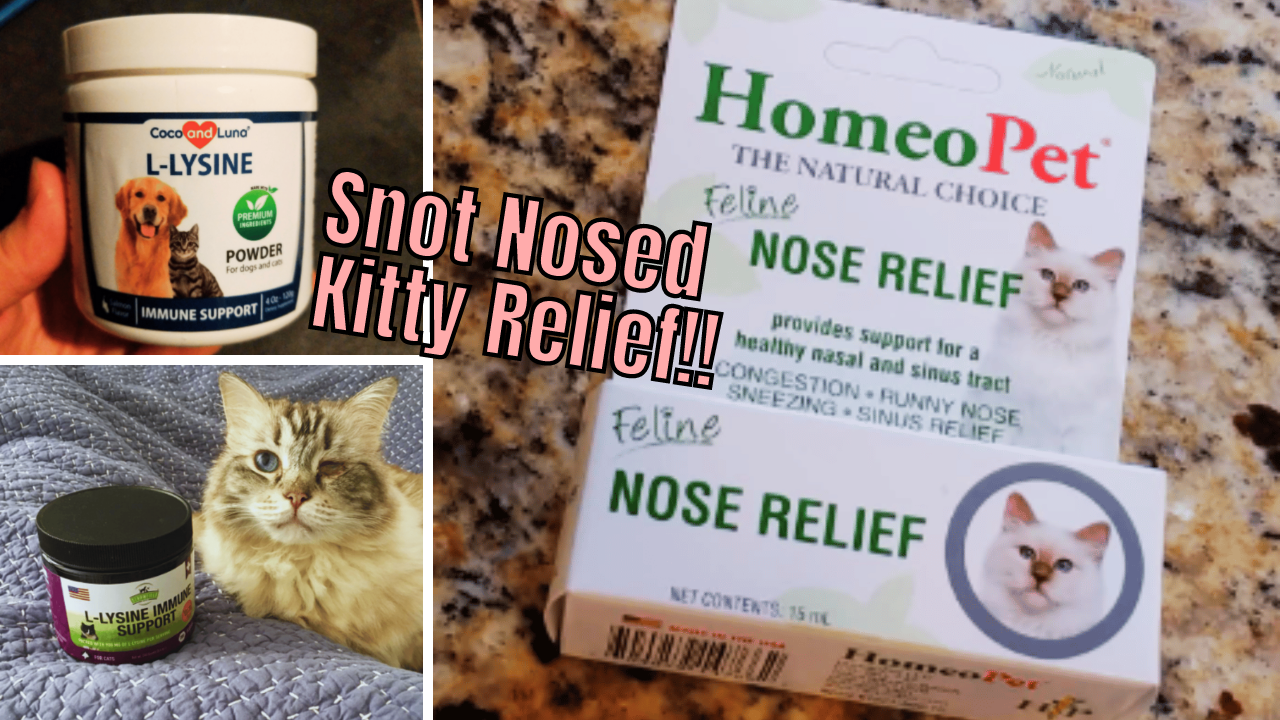 Meowvelous! 5 Decongestant Solutions for Coughing Cats