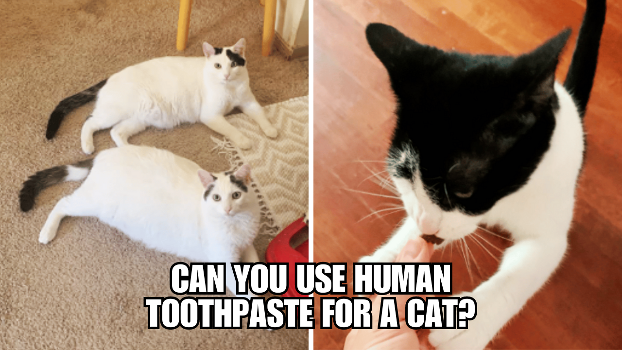 CatFriendly Toothpaste A MustHave for Your Furry Friend