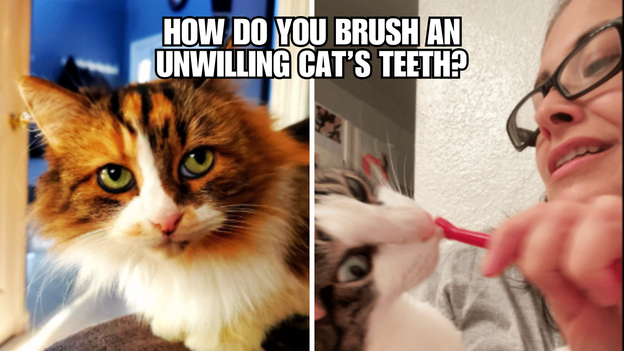 Cat Dental Care Made Easy Tips for Reluctant Felines