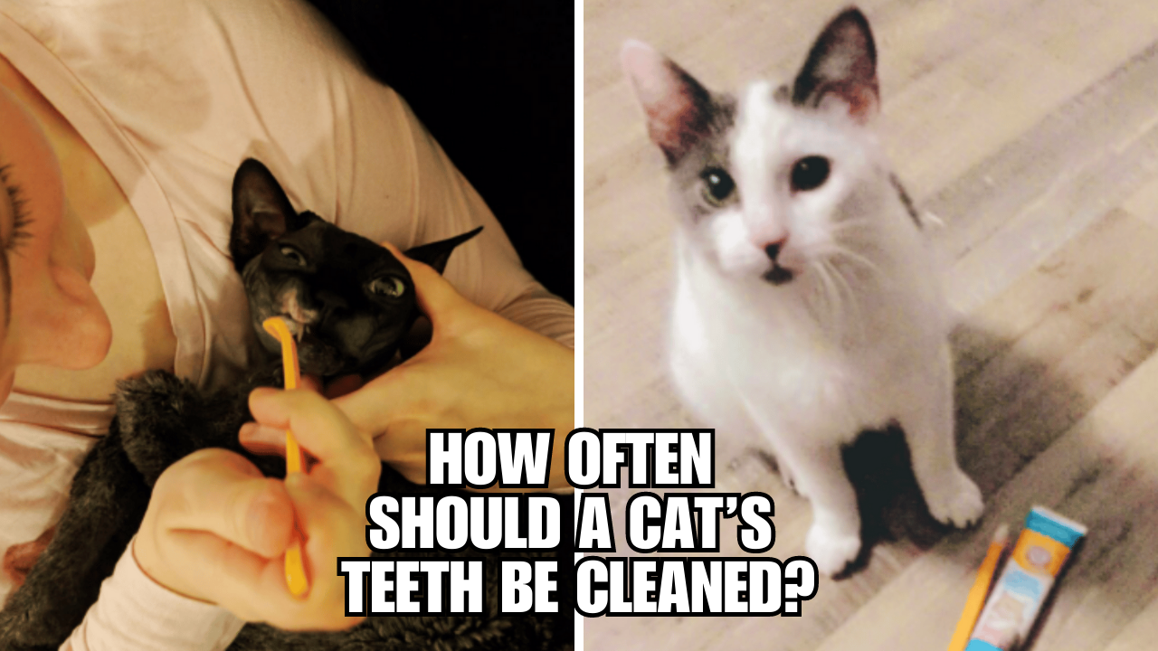The Ultimate Guide How Often to Clean Your Cat's Teeth