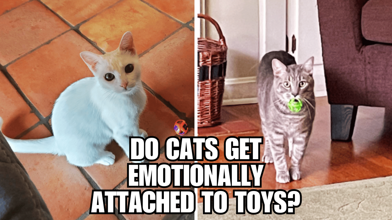 Purring Obsession Can Cats Form Emotional Bonds with Toys?