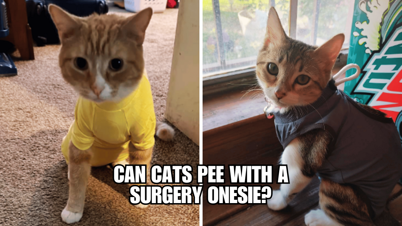 Unraveling the Mystery Can Cats Still Pee in a Onesie?
